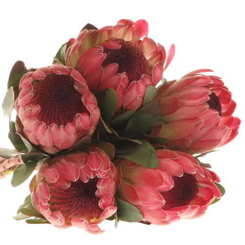 Protea rosa Silvia 60cm