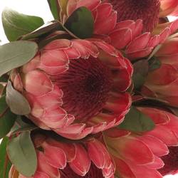 Protea rosa Silvia 60cm