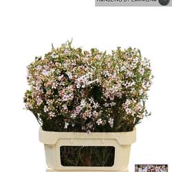 Wachsflower hell rosa Sexy Bloom 50 Gramm 80cm