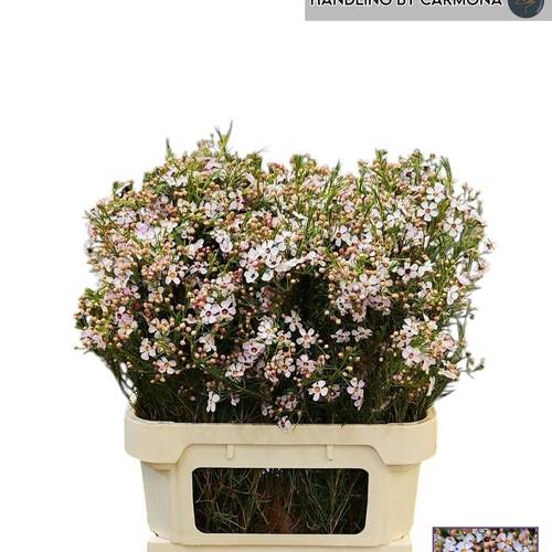Wachsflower hell rosa Sexy Bloom 50 Gramm 80cm