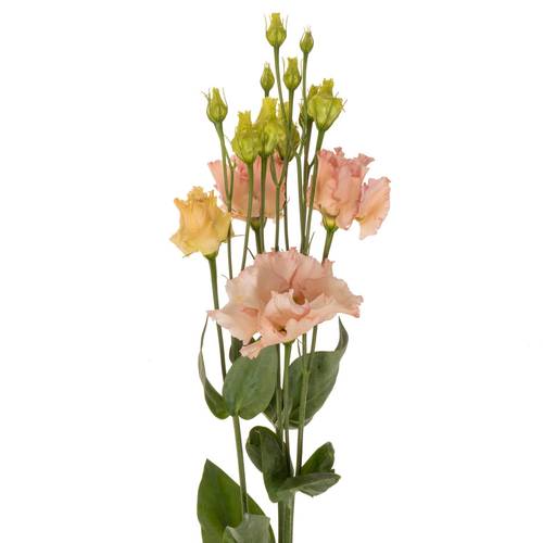 Lisianthus aprico Corelli coral 5+Blüte 70cm