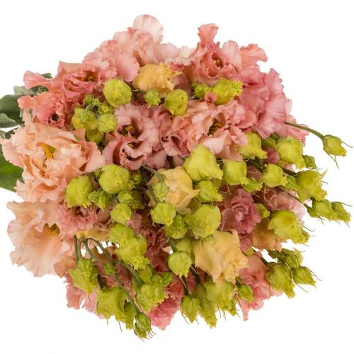 Lisianthus aprico Corelli coral 5+Blüte 70cm