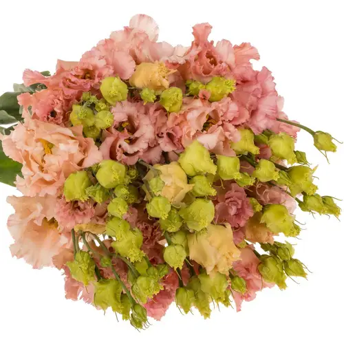 Lisianthus aprico Corelli coral 5+Blüte 70cm