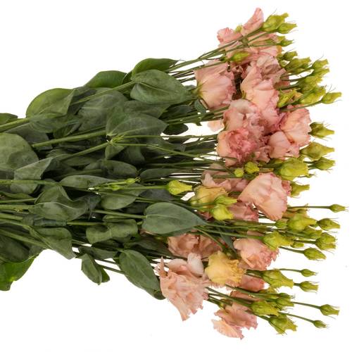 Lisianthus aprico Corelli coral 5+Blüte 70cm