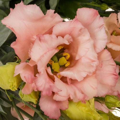 Lisianthus aprico Corelli coral 5+Blüte 70cm