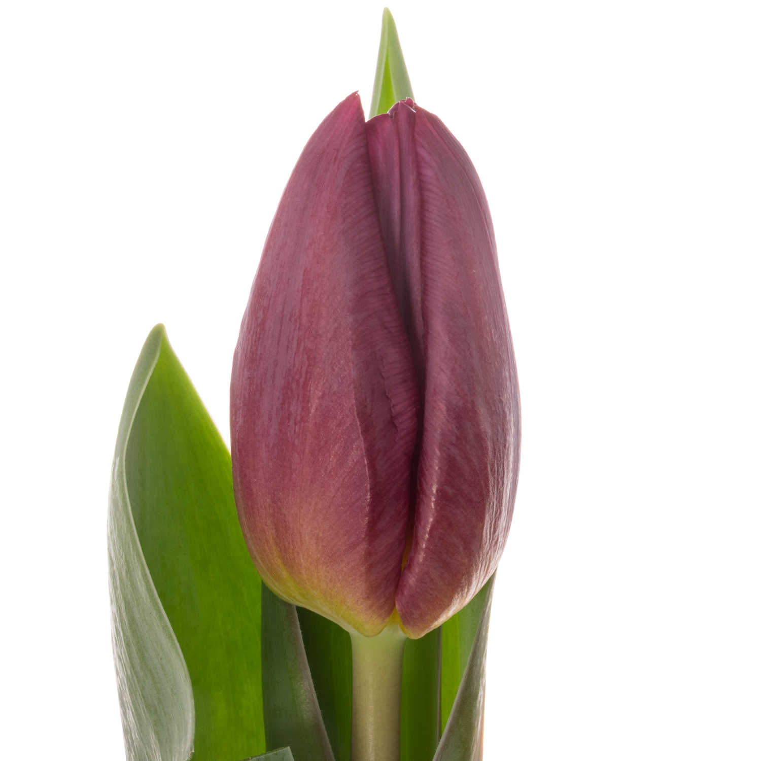 Tulpe lila Duet 40 Gramm