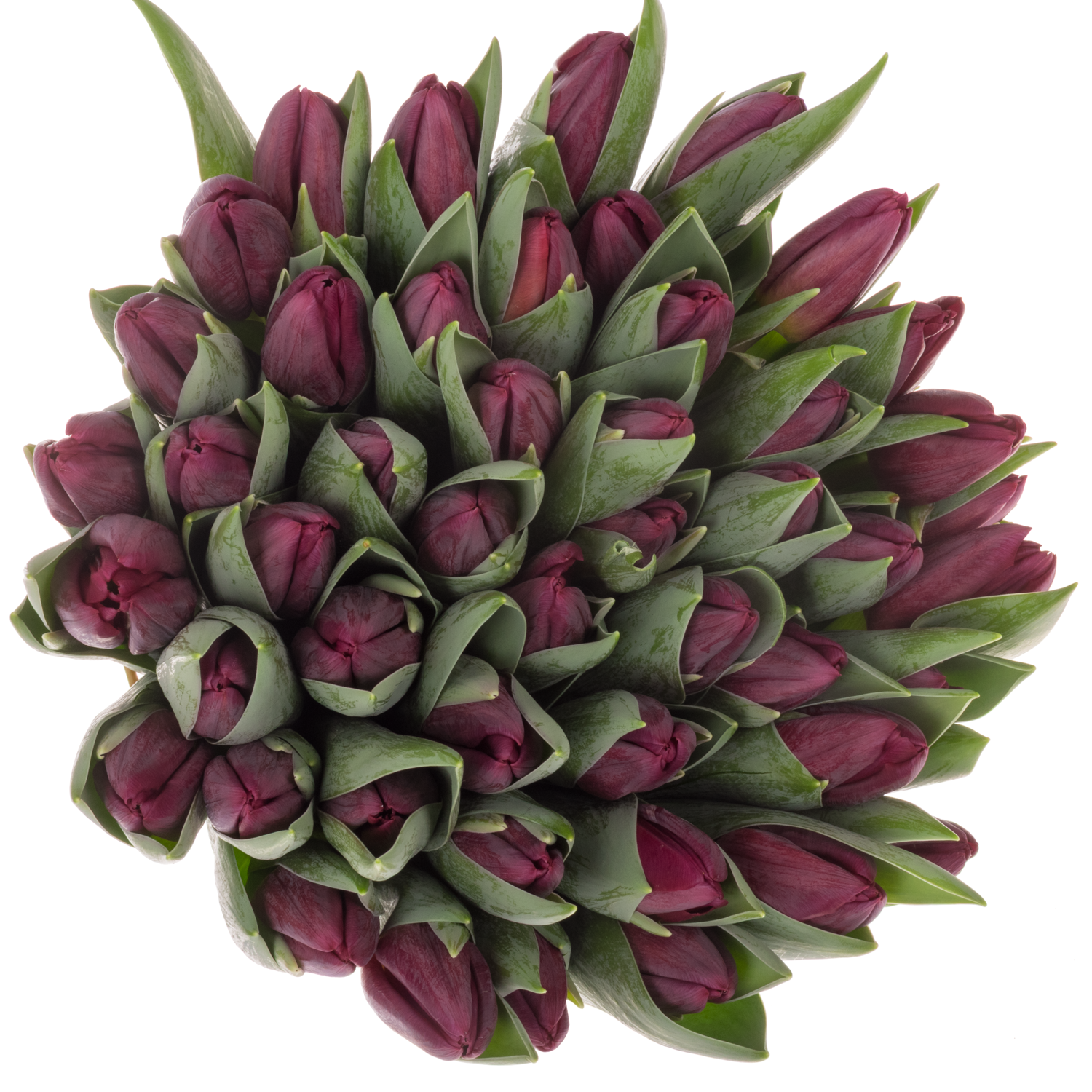 Tulpe lila Duet 40 Gramm