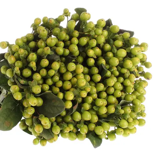 Hypericum grün Nat.60cm