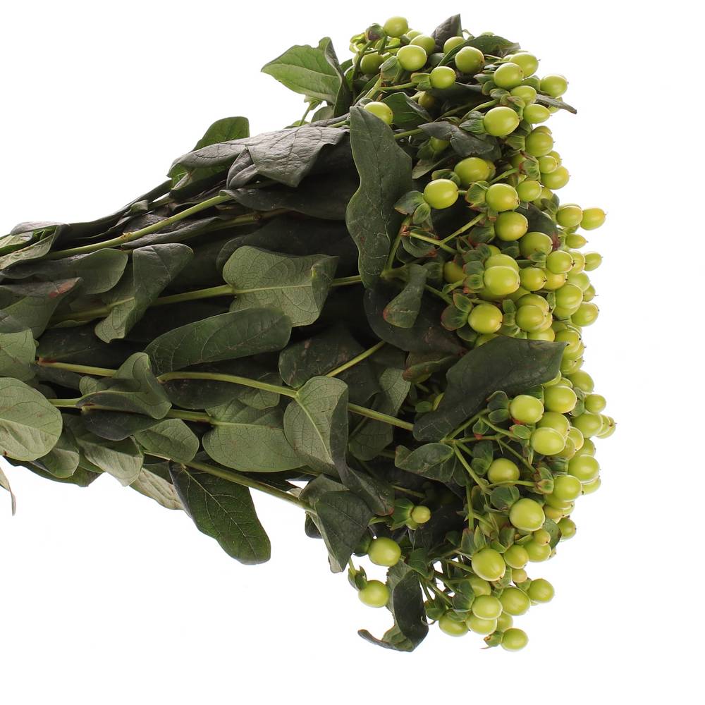 Hypericum grün Nat.60cm