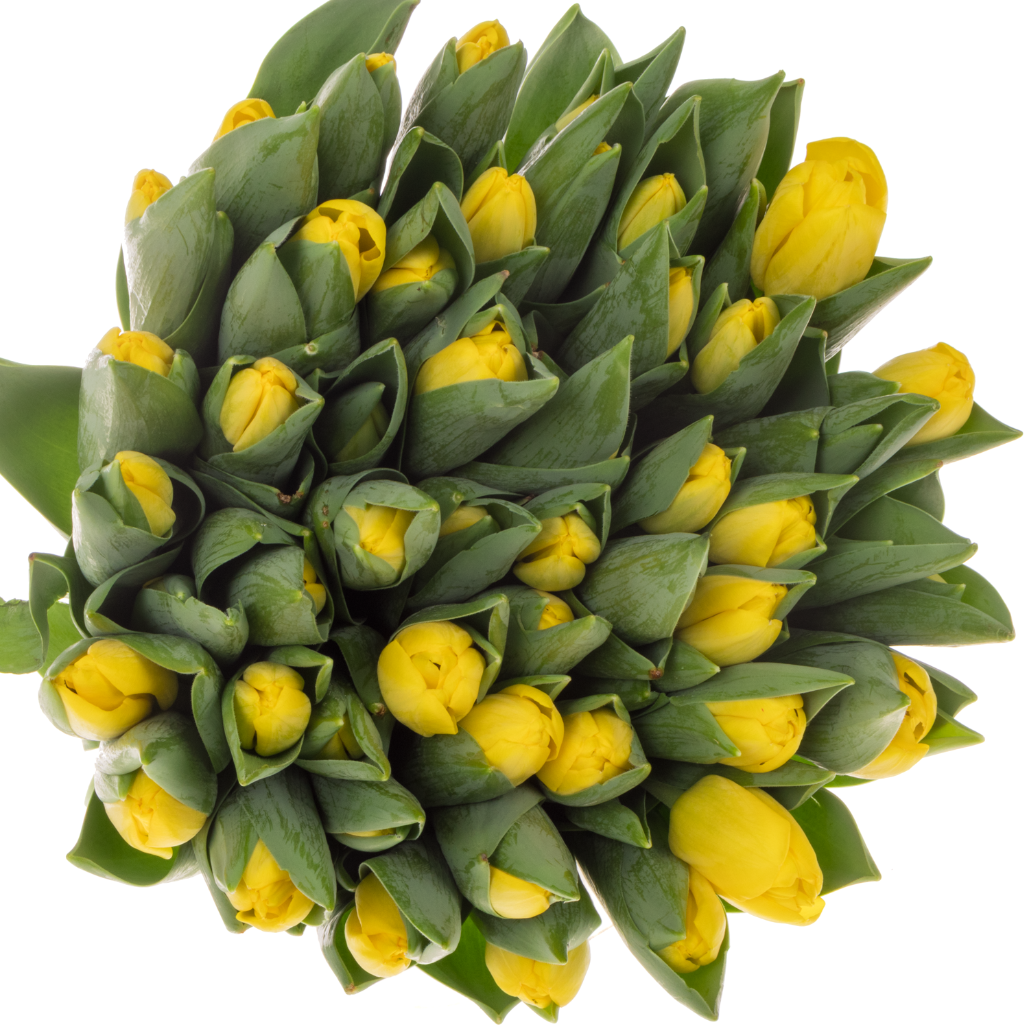 Tulpe gelb Novi Sun 38 Gramm