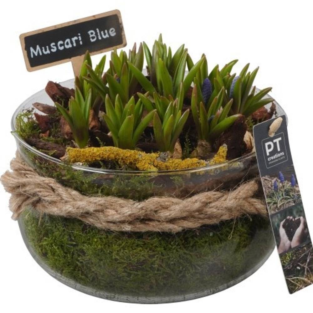 Muscari.Ar PTMB6335 T19 H020