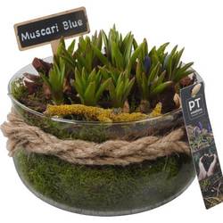 Muscari.Ar PTMB6335 T19 H020