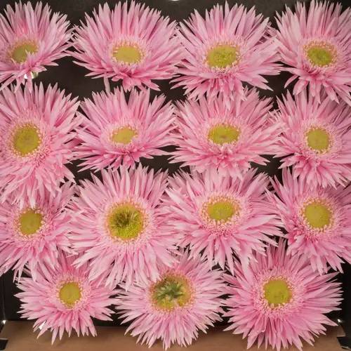 Gerbera rosa Spin Flik