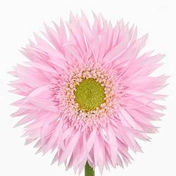Gerbera rosa Spin Flik
