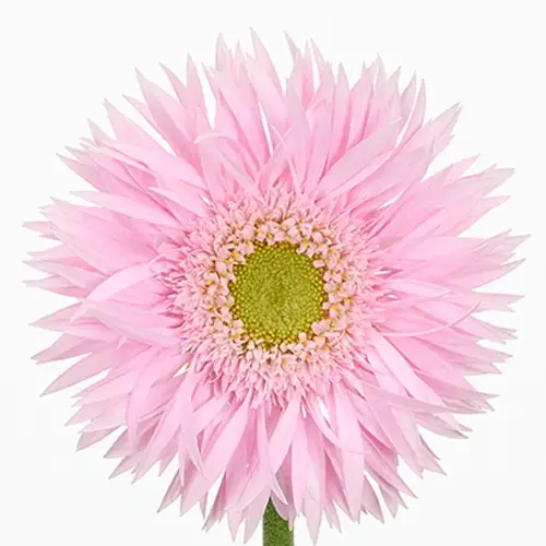 Gerbera rosa Spin Flik