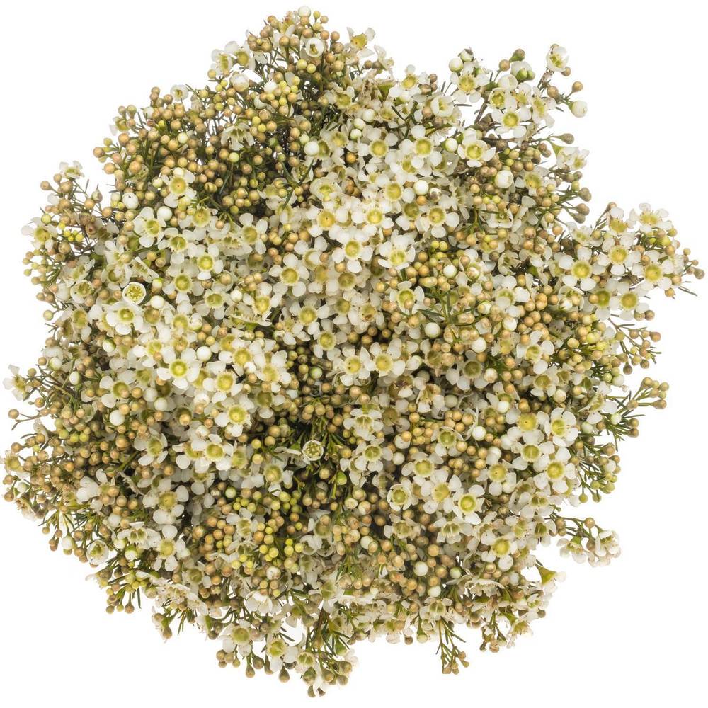 Wachsflower creme/weiss Jupiter Moon 45 Gramm 70cm