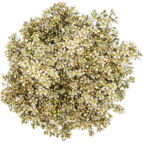 Wachsflower creme/weiss Jupiter Moon 45 Gramm 70cm