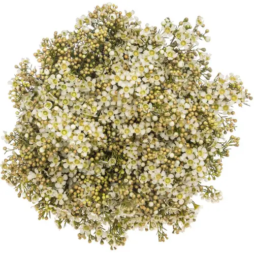 Wachsflower creme/weiss Jupiter Moon 45 Gramm 70cm