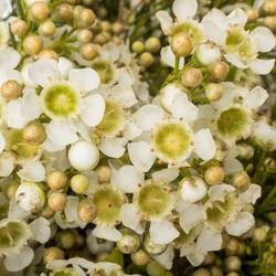 Wachsflower creme/weiss Jupiter Moon 45 Gramm 70cm