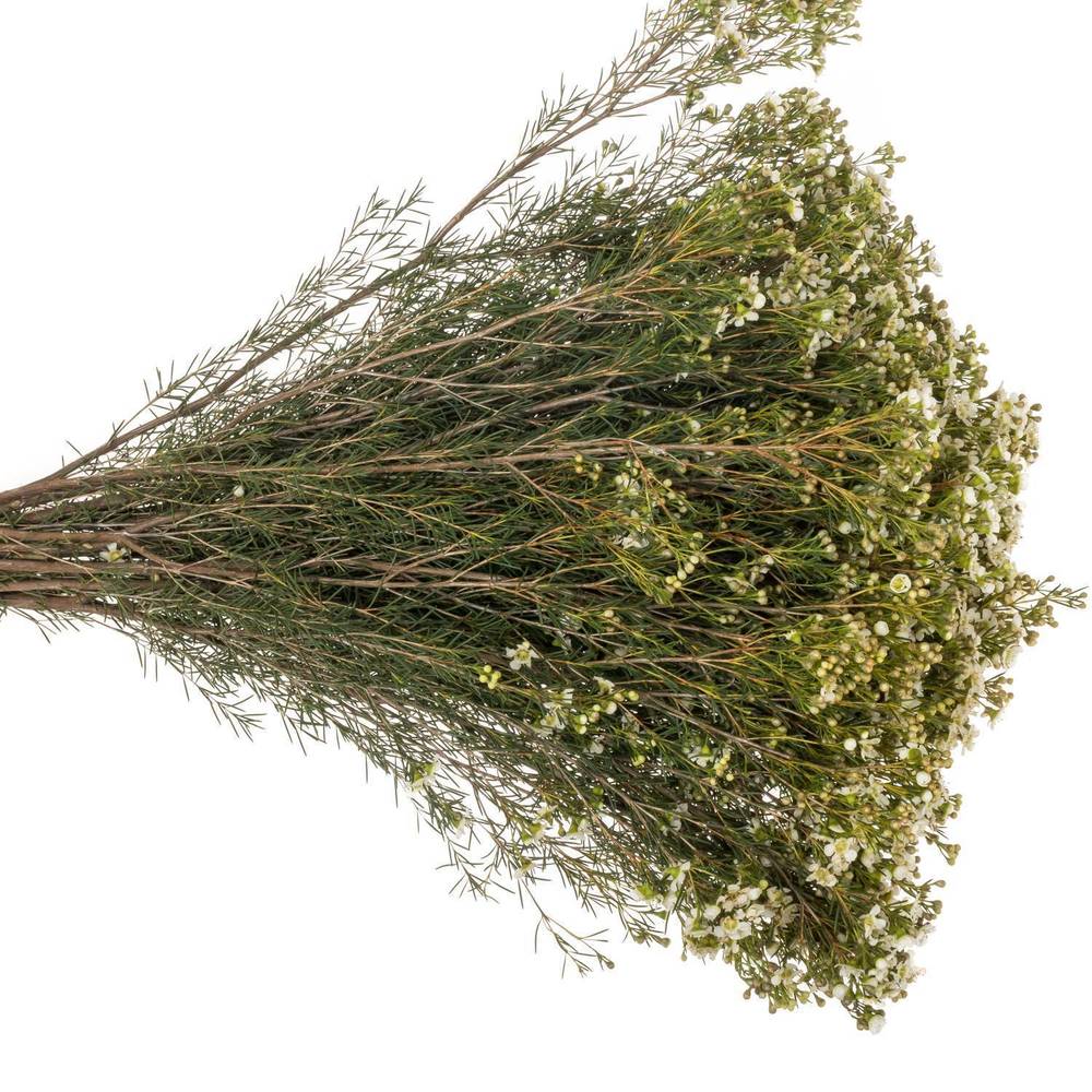 Wachsflower creme/weiss Jupiter Moon 45 Gramm 70cm