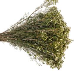 Wachsflower creme/weiss Jupiter Moon 45 Gramm 70cm