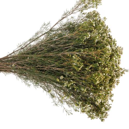 Wachsflower creme/weiss Jupiter Moon 45 Gramm 70cm