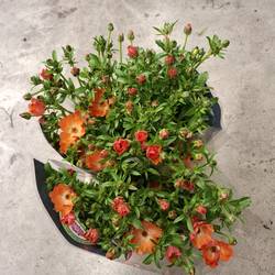 Ranunculus Orange Sp Natura Moderna Allegr 60cm