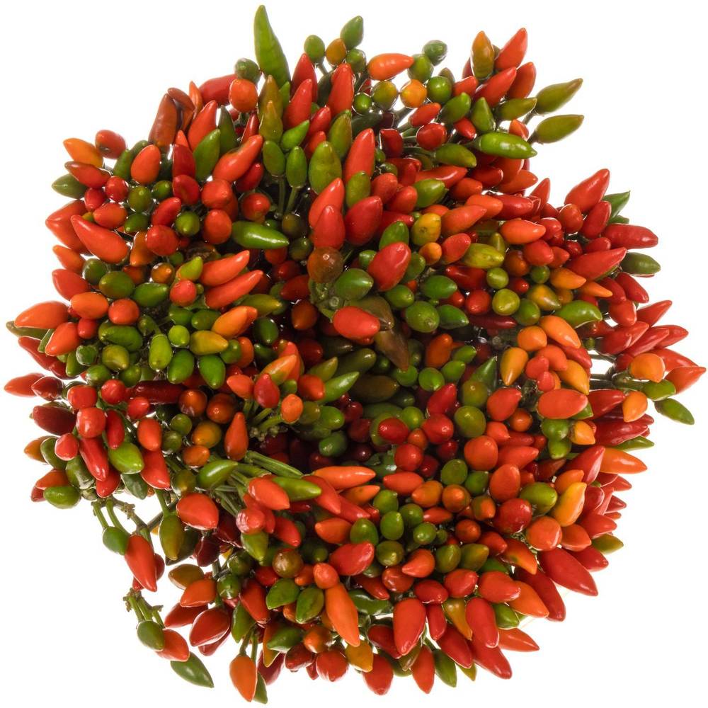 Zierpfeffer rot Fire 45cm