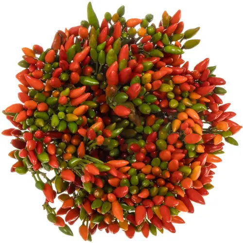 Zierpfeffer rot Fire 45cm