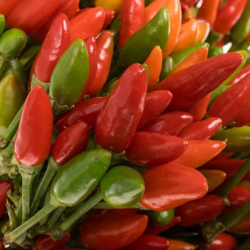 Zierpfeffer rot Fire 45cm