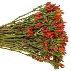 Zierpfeffer rot Fire 45cm