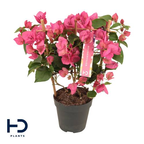 Bougainvillea rot am Reck T12 H040