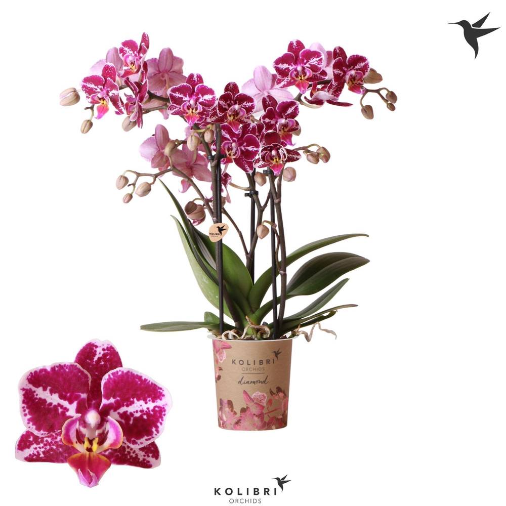 Phal.2-R lila El Salvador T09 H035