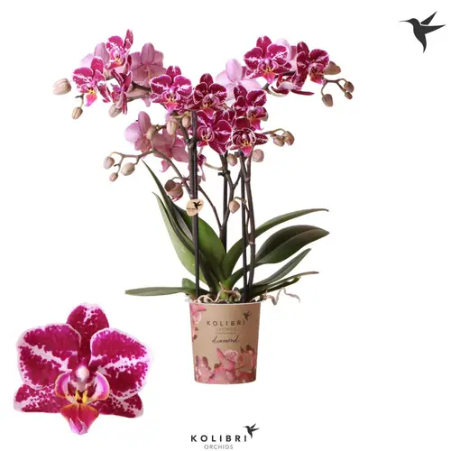 Phal.2-R lila El Salvador T09 H035