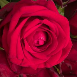 Rose rot Red Naomi (Marjoland) 60cm