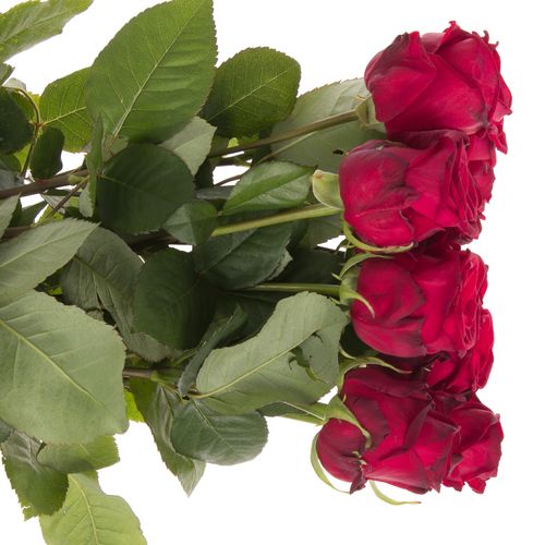 Rose rot Red Naomi (Marjoland) 60cm