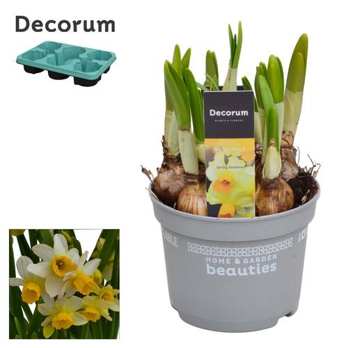 Narzisse 5er hell gelb Spring Sun T12 H017