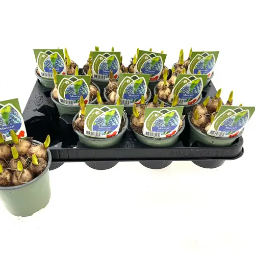 Muscari h.blau Ocean Magic T10 H015