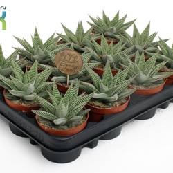 Haworthia Spider White T08,5 H015