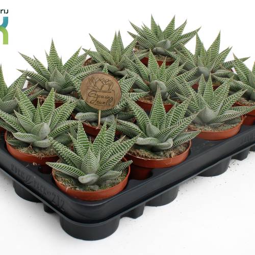 Haworthia Spider White T08,5 H015