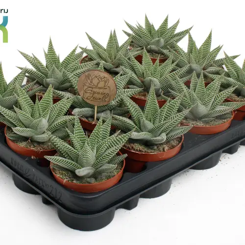Haworthia Spider White T08,5 H015