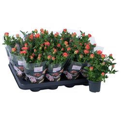 Rosa orange Party Gigi T07 H17