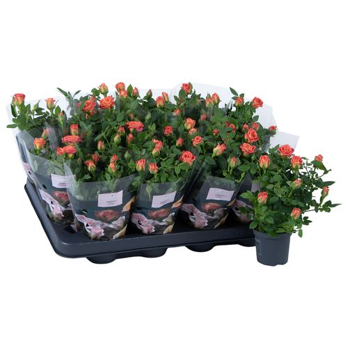 Rosa orange Party Gigi T07 H17
