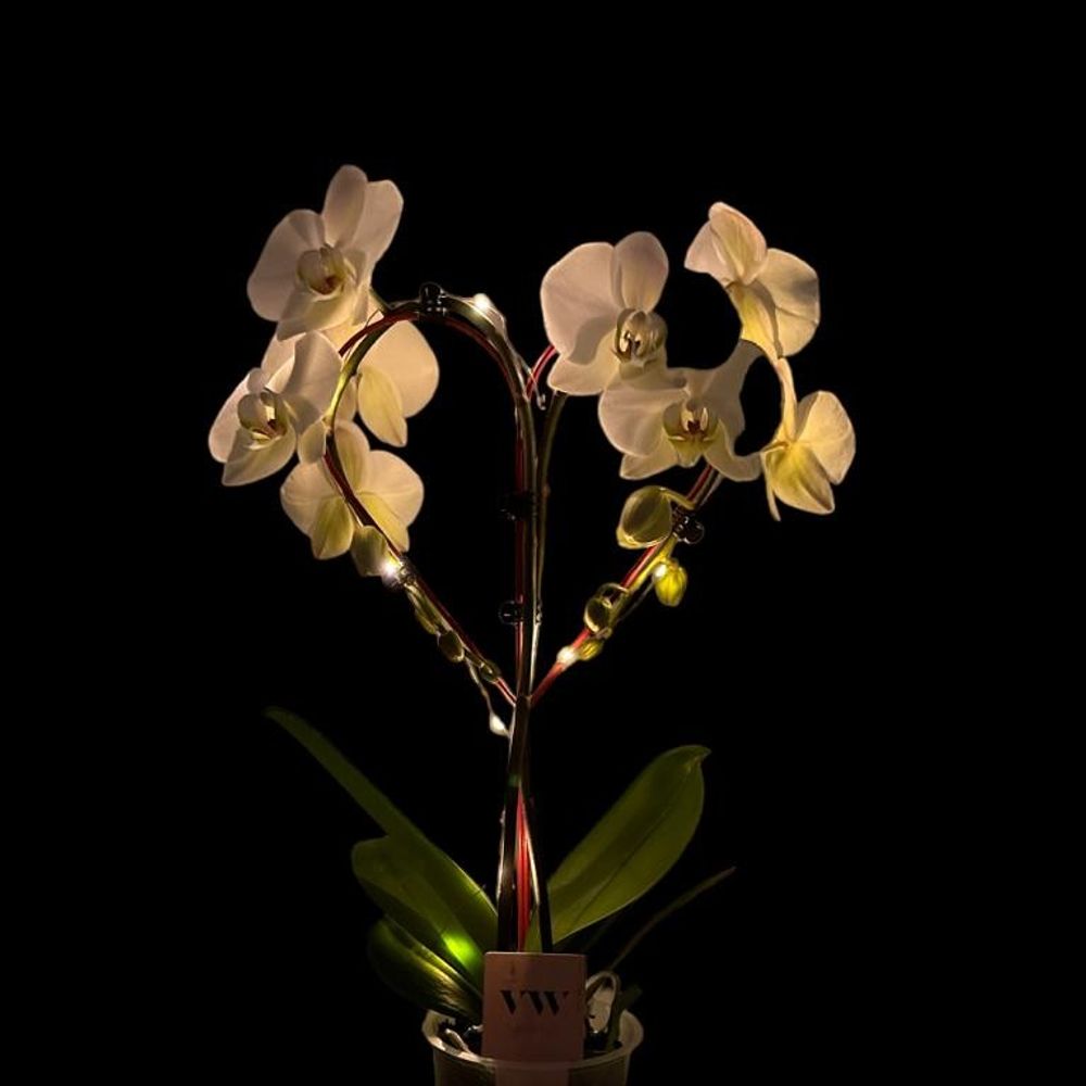 Phal.weiss Herz mit Licht T12 H50
