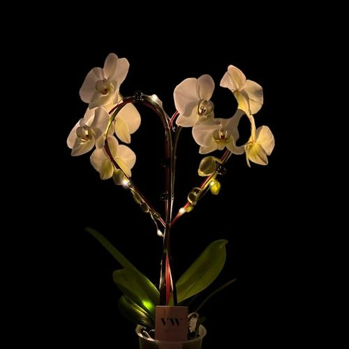 Phal.weiss Herz mit Licht T12 H50