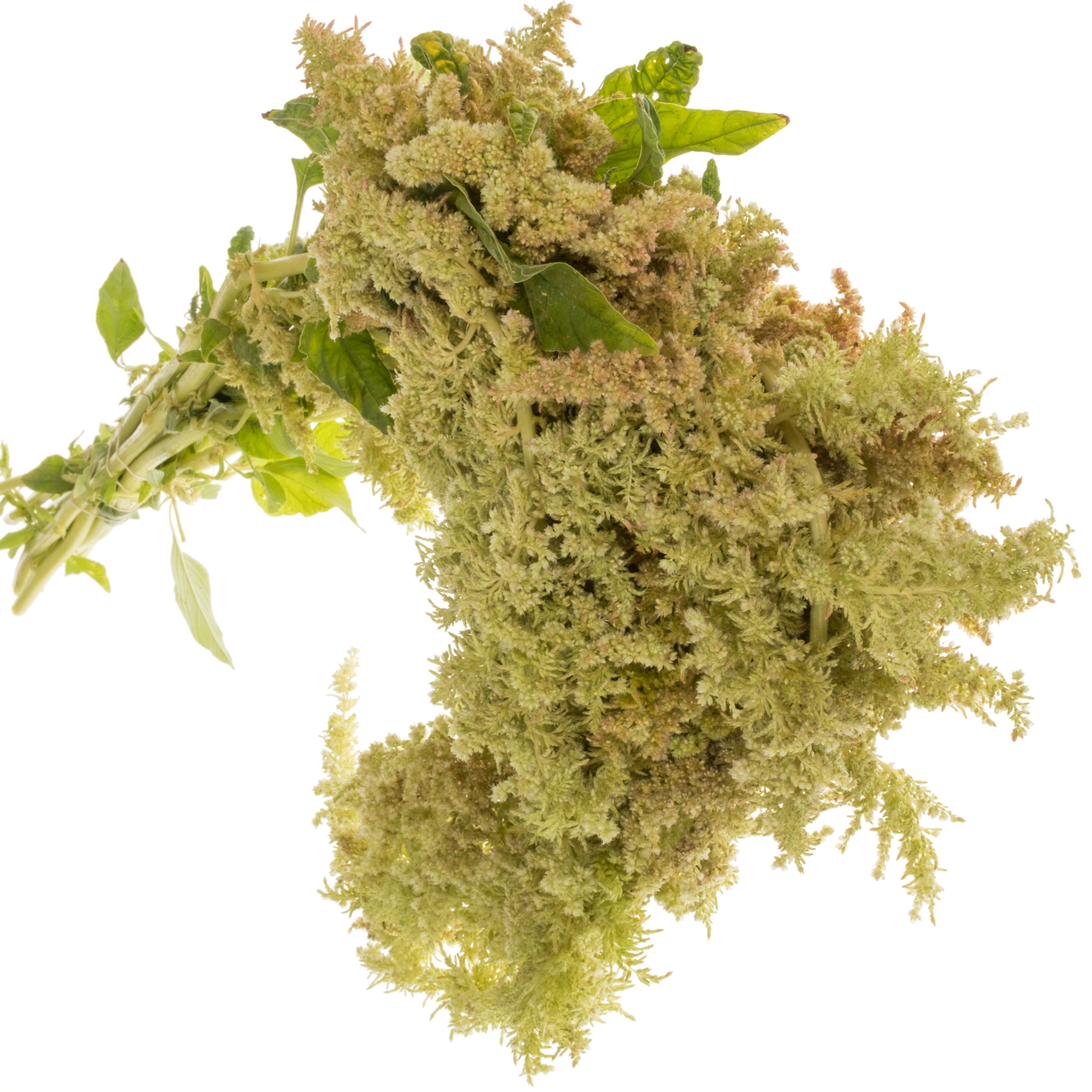 Amaranthus Hang hell grün Green Spider 75cm