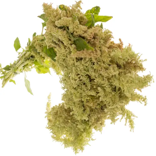 Amaranthus Hang hell grün Green Spider 75cm