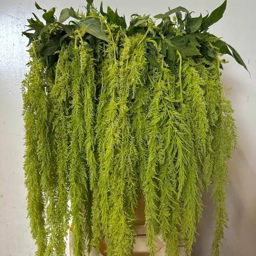 Amaranthus Hang hell grün Green Spider 75cm