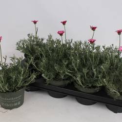 Rhodanthemum Marrakech T13 H025