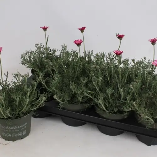 Rhodanthemum Marrakech T13 H025